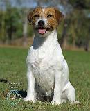 Jack Russell Terrier 9M097D-031